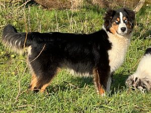 Australian Shepherd of the hillbillies