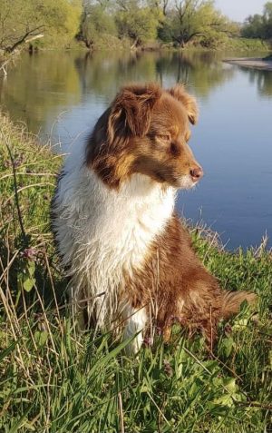 Australian Shepherd of the hillbillies