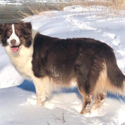 Australian Shepherd of the hillbillies