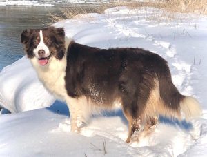 Australian Shepherd of the hillbillies