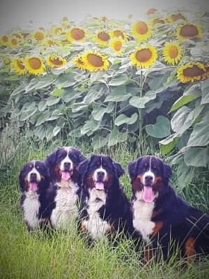 Berner Sennenhunde vom Kleber Land