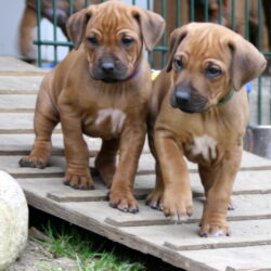 rhodesian ridgeback