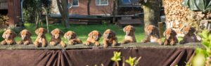 rhodesian ridgeback