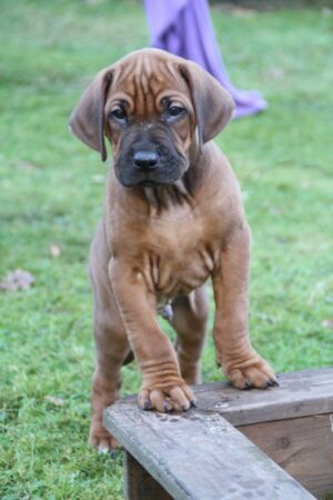 rhodesian ridgeback