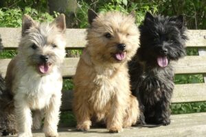 Scahaningi`s - Cairnterrier