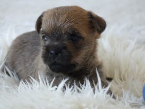 Scahaningi`s - Cairnterrier