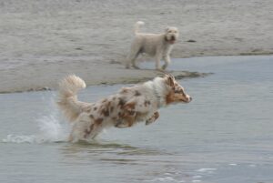 Bridgehole´s Australian Shepherds