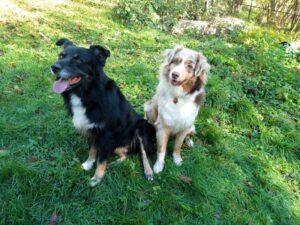 Bridgehole´s Australian Shepherds