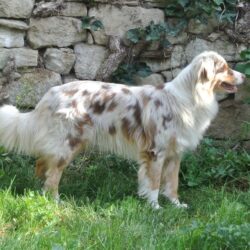 Bridgehole´s Australian Shepherds