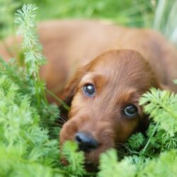 Irish Red Setter Vom blauen Bergsee