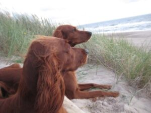 Irish Red Setter Vom blauen Bergsee