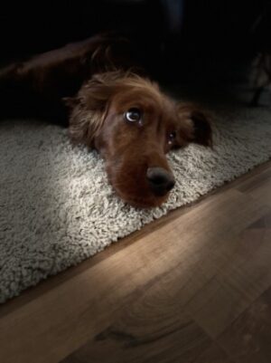 Irish Red Setter Vom blauen Bergsee