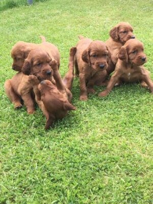 Irish Red Setter Vom blauen Bergsee