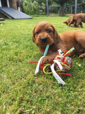 Irish Red Setter Vom blauen Bergsee