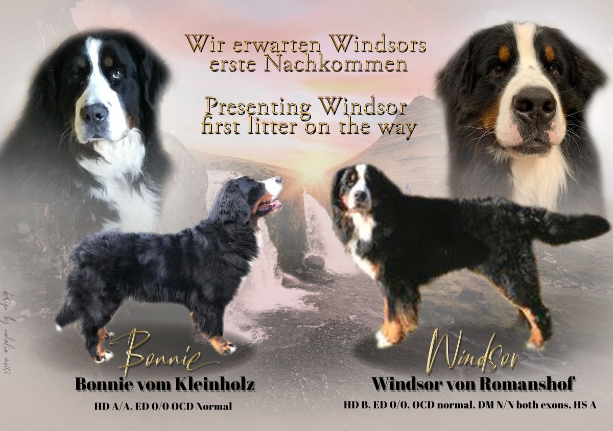 Berner Sennenhund Deckrüde Windsor