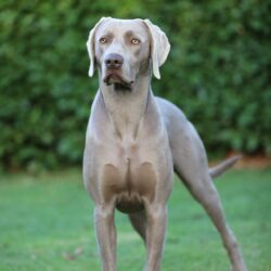 Weimaraner from Spirit-of-Eywa