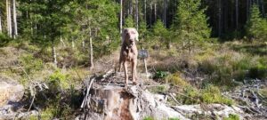 weimaraner