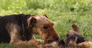 Airedale Terrier