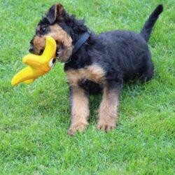 Airedale Terrier