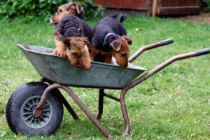 Airedale Terrier