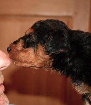 Airedale Terrier