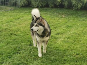 Alaskan Malamute