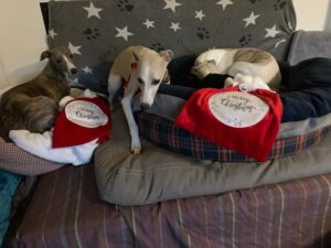 hunderasse whippet