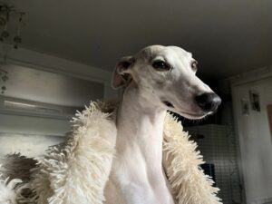 hunderasse whippet