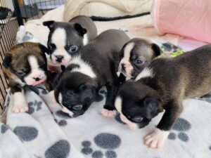 Boston Terrier Fabulous Beasts