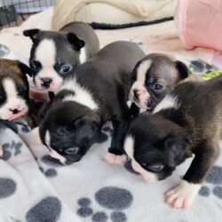 Boston Terrier Fabulous Beasts