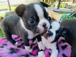 Boston Terrier Fabulous Beasts