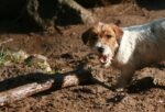 Millviews Jack Russell Terrier