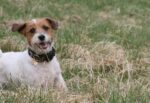 Millviews Jack Russell Terrier