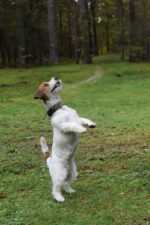 Millviews Jack Russell Terrier