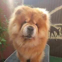 Chow-Chow Cai Don Shan