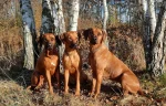 Rhodesian Ridgeback panda-ma-tenga