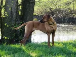 Rhodesian Ridgeback panda-ma-tenga