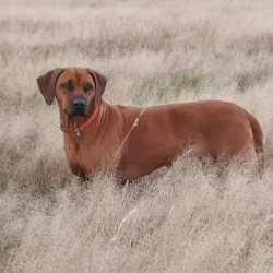 Rhodesian Ridgeback panda-ma-tenga