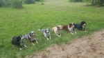 Snowleaf Miniature Australian Shepherds