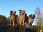 Snowleaf Miniature Australian Shepherds