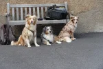 Snowleaf Miniature Australian Shepherds