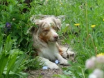 Snowleaf Miniature Australian Shepherds