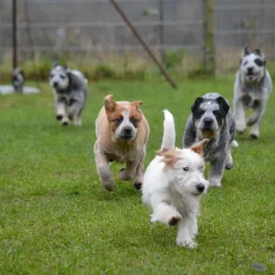 MC COY’S Jack Russel Terrier