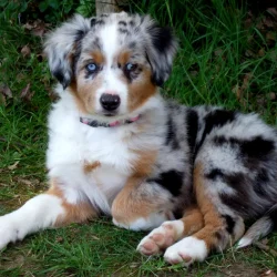 Snowleaf Miniature Australian Shepherds