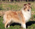 Collies von Kotten’s Garden