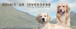 Spirit of Inverness – Golden Retriever Zucht