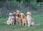 Spirit of Inverness – Golden Retriever Zucht