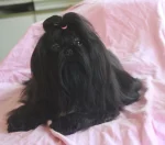 Shih-Tzu von Wartenberg