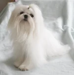 Shih-Tzu von Wartenberg