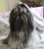 Shih-Tzu von Wartenberg